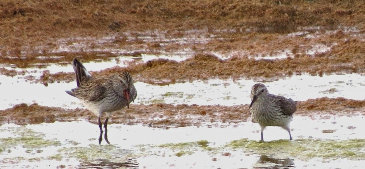 White-rumped Sandpiper - ML192672951