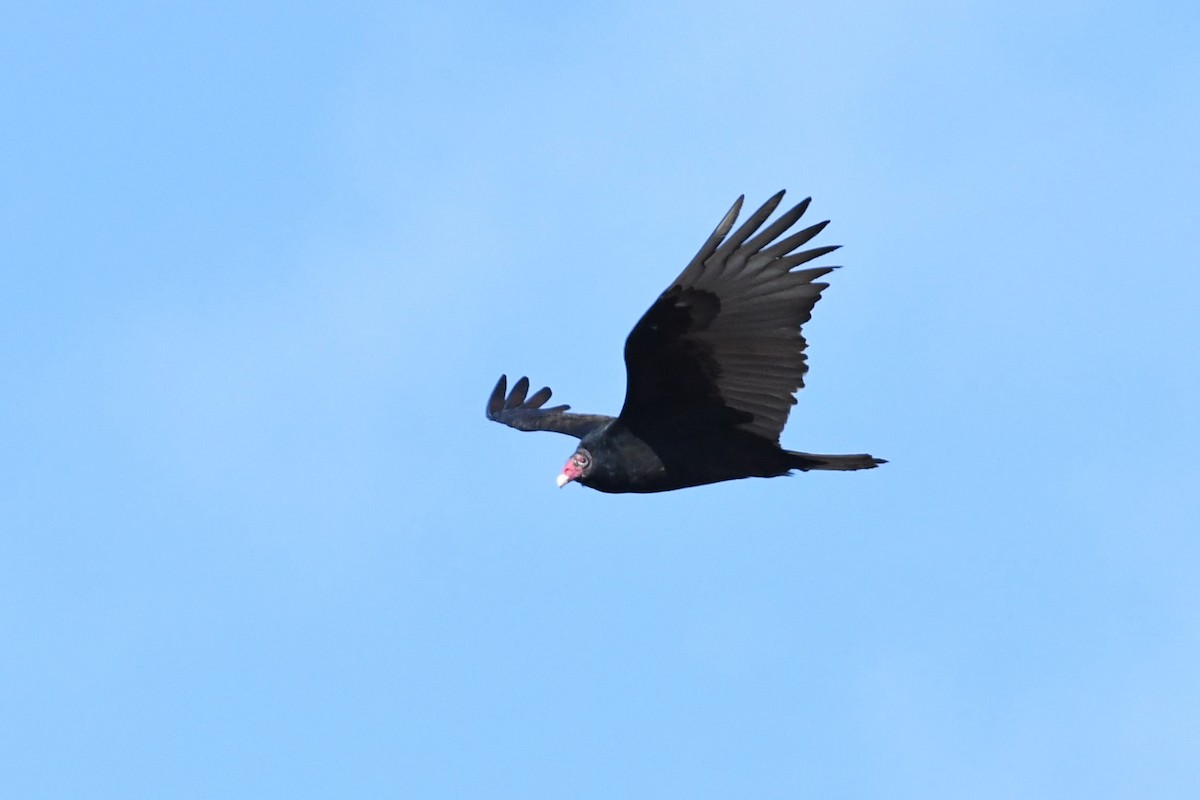 Turkey Vulture - ML192676021