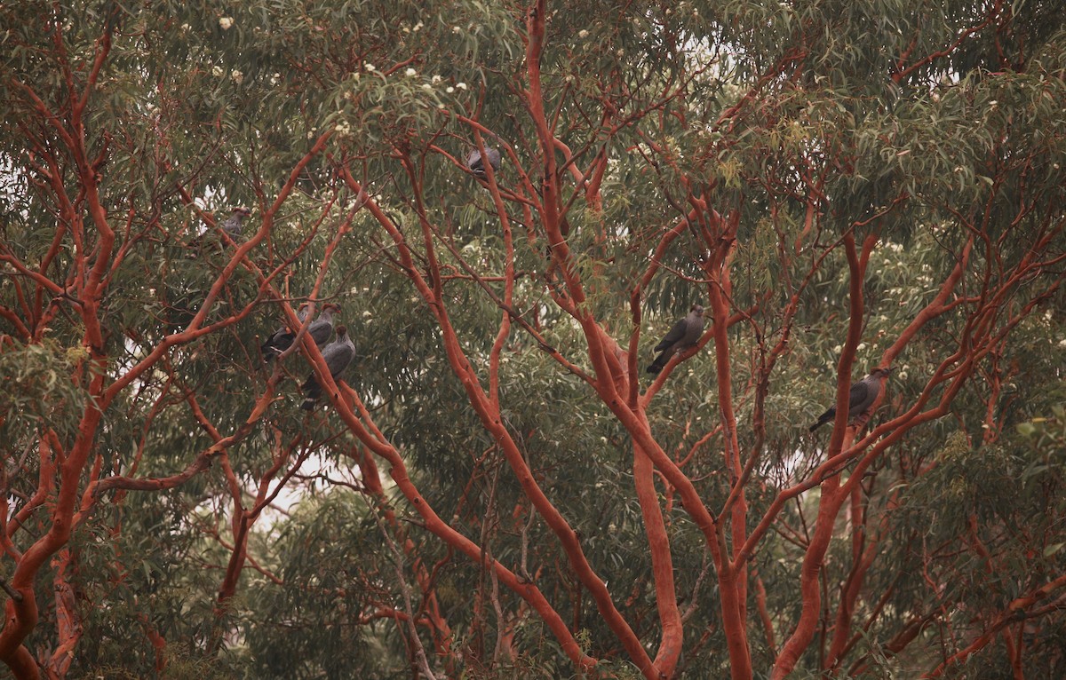 holub australský - ML192676101