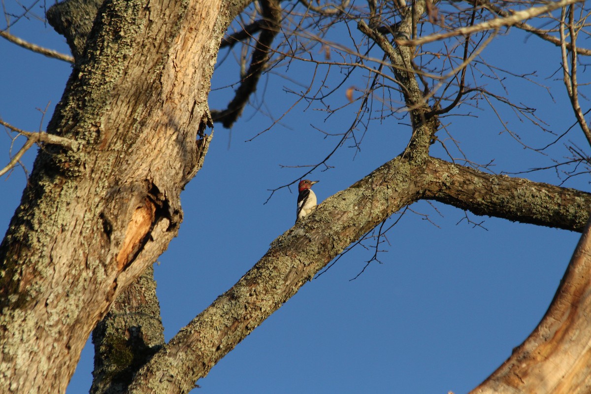 Red-headed Woodpecker - ML192676591