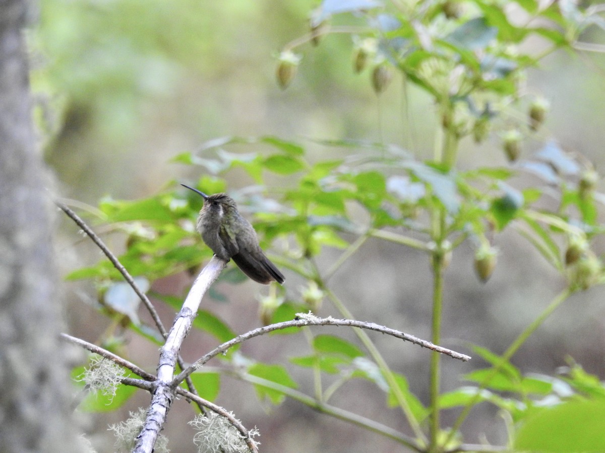 Amethyst-throated Mountain-gem - ML192676981