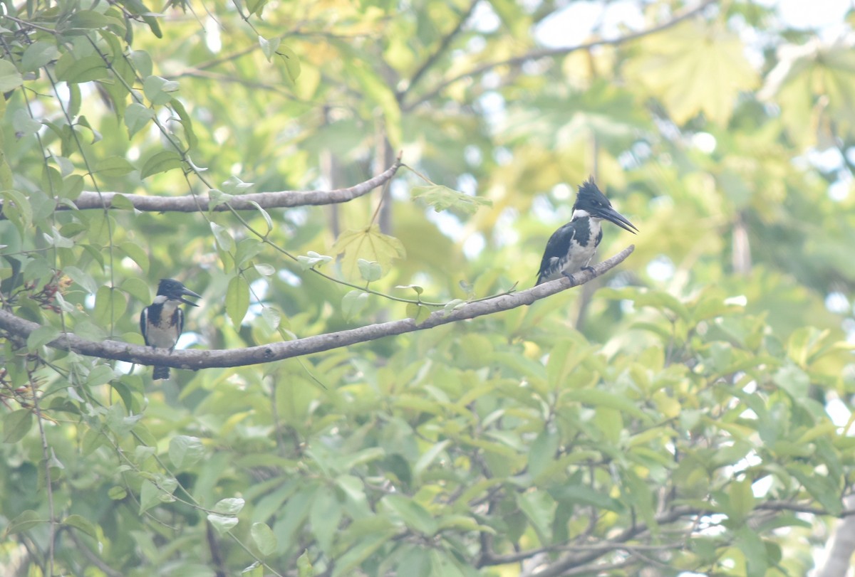 Amazon Kingfisher - ML192678331