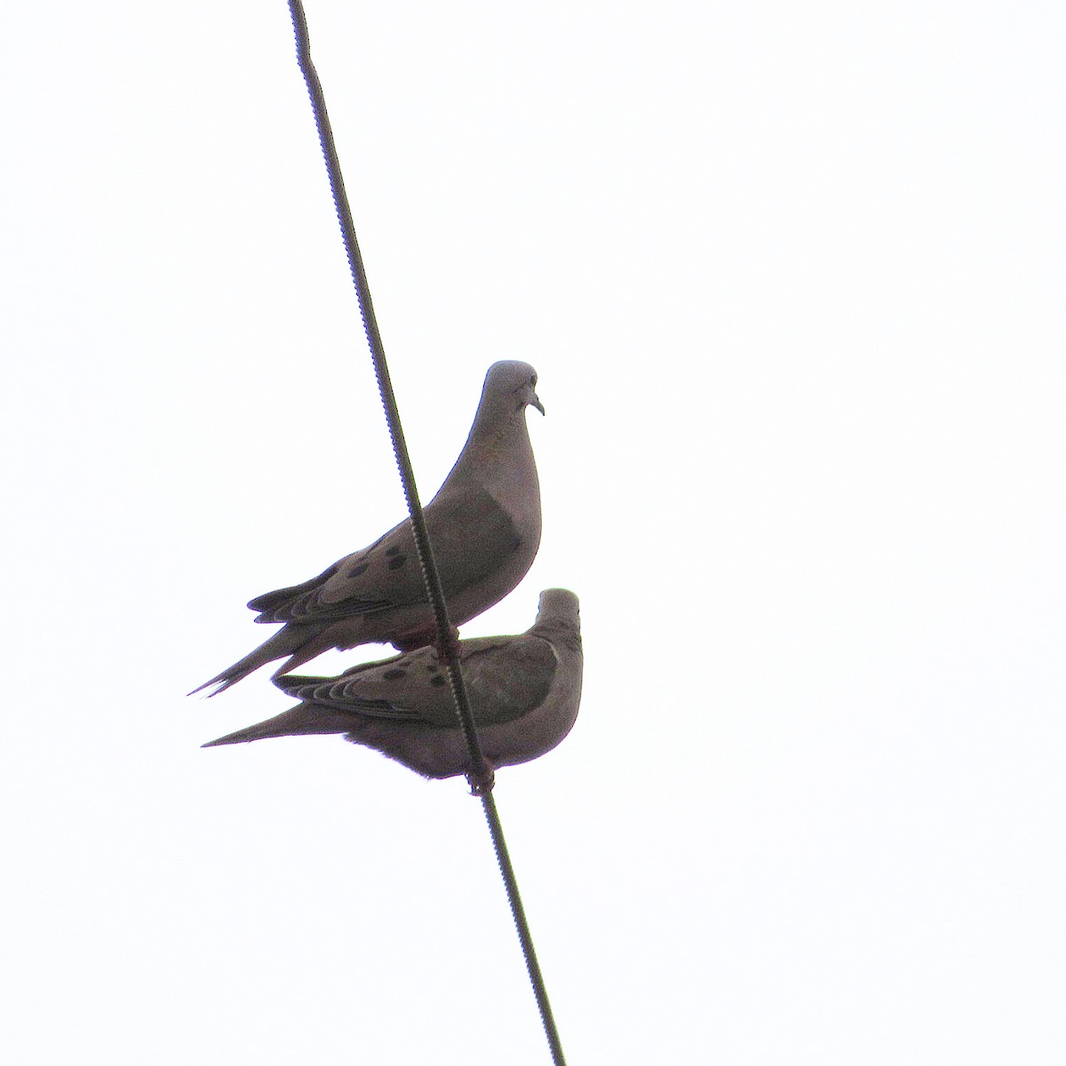 Eared Dove - ML192678381