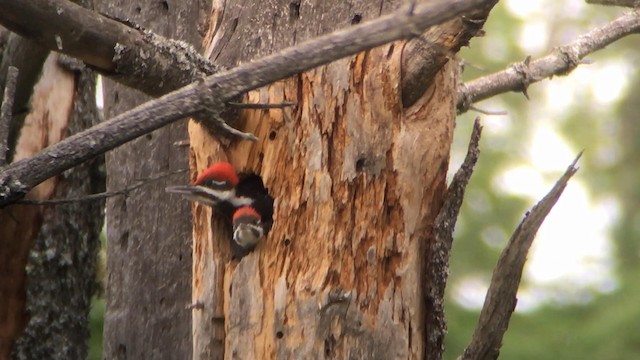 Pileated Woodpecker - ML192679551