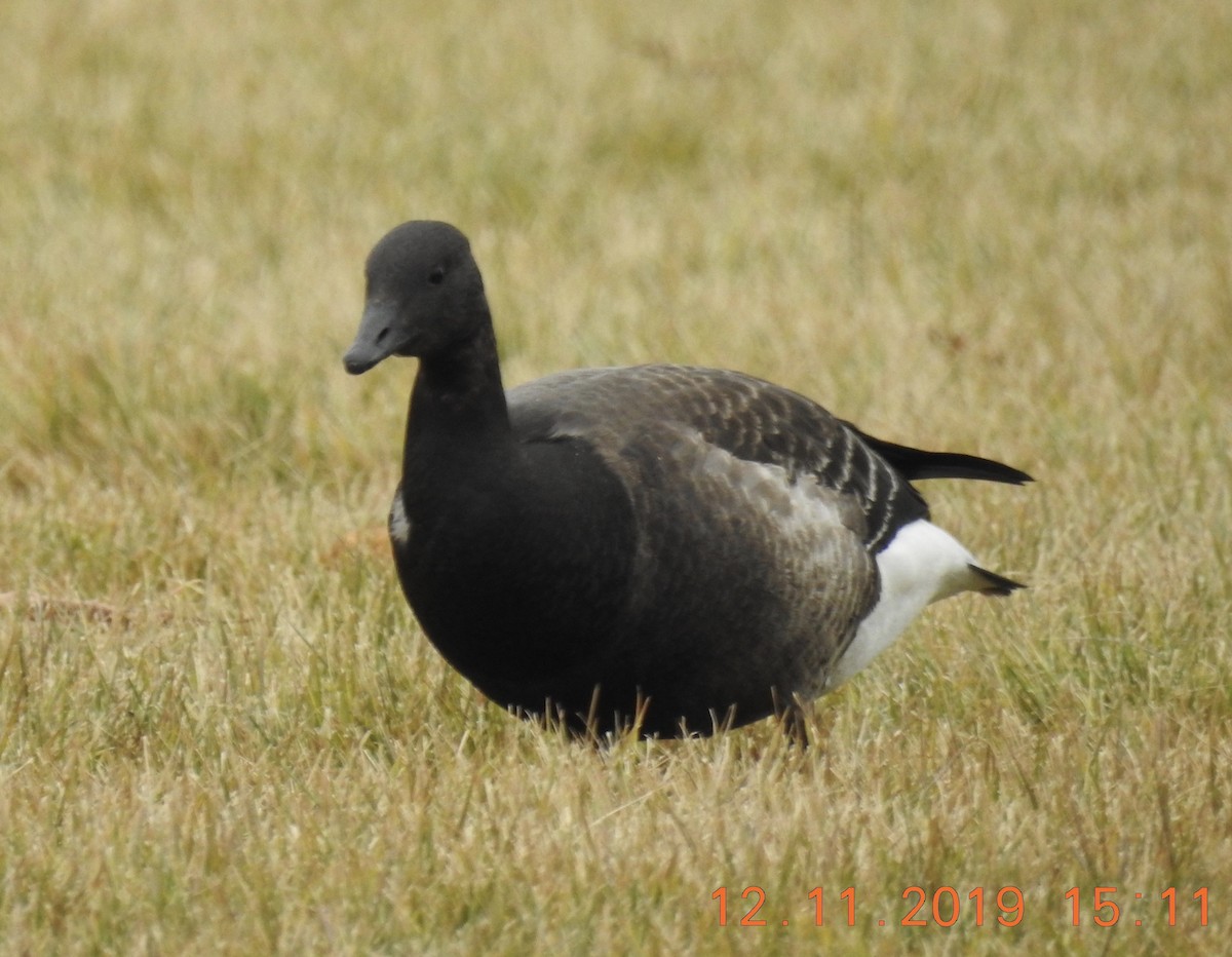 Brant - ML192681351