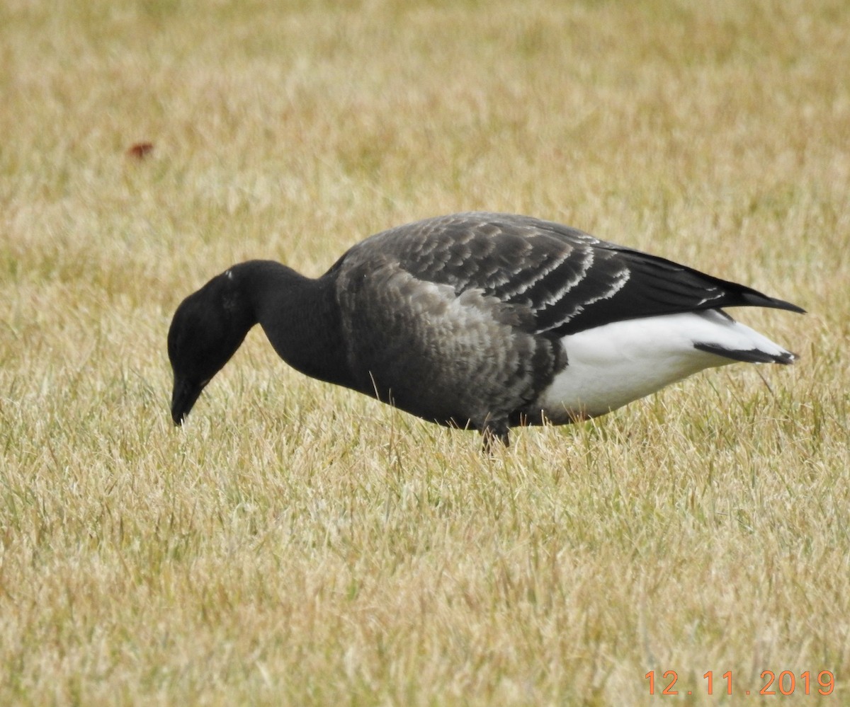 Brant - ML192681431