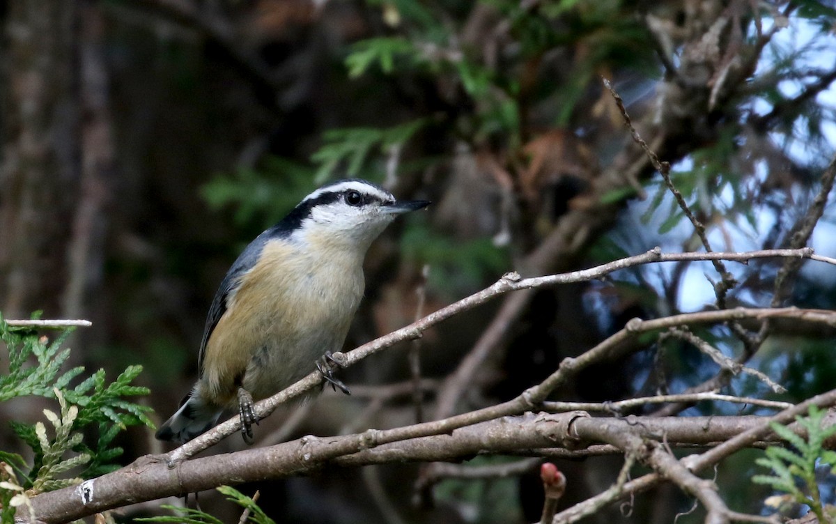 Red-breasted Nuthatch - ML192681551