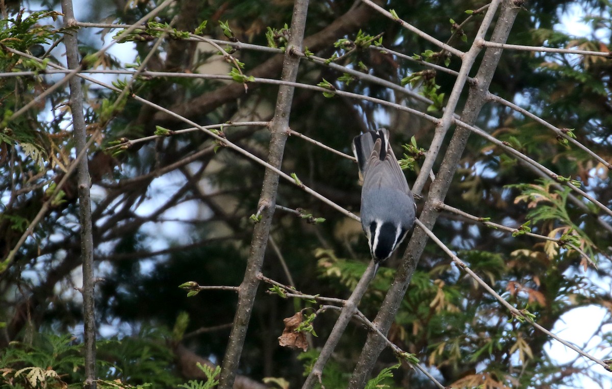 Red-breasted Nuthatch - ML192681561