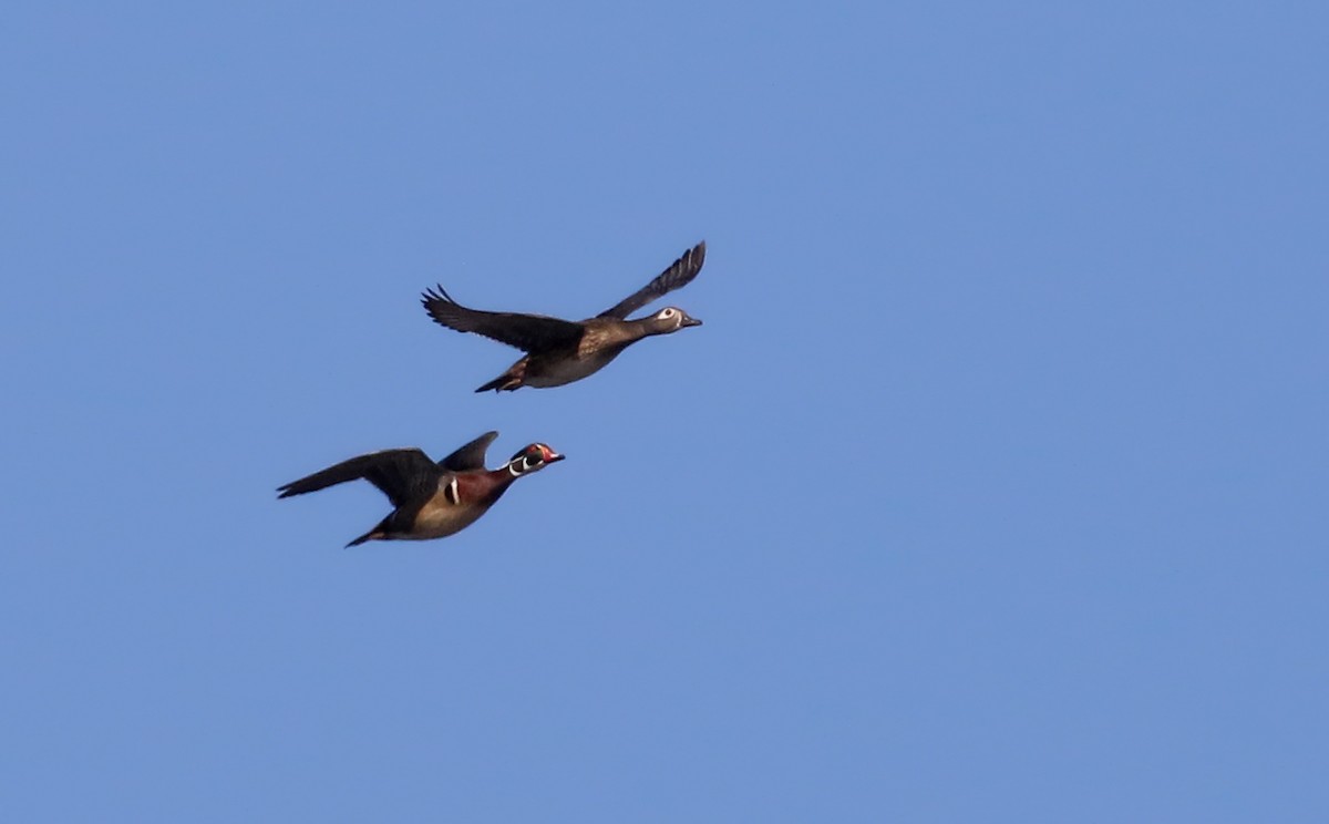 Wood Duck - Jay McGowan