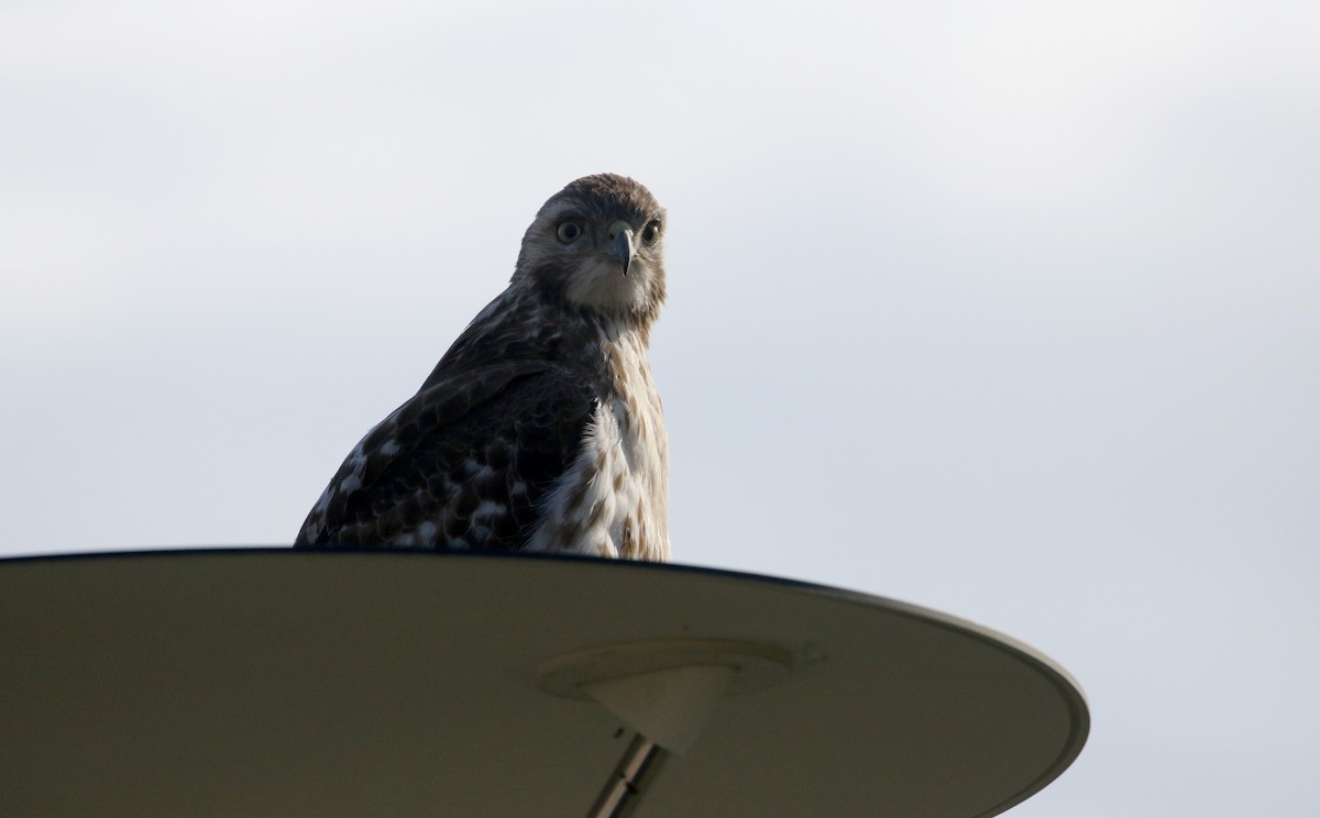 Red-tailed Hawk (borealis) - ML192681881