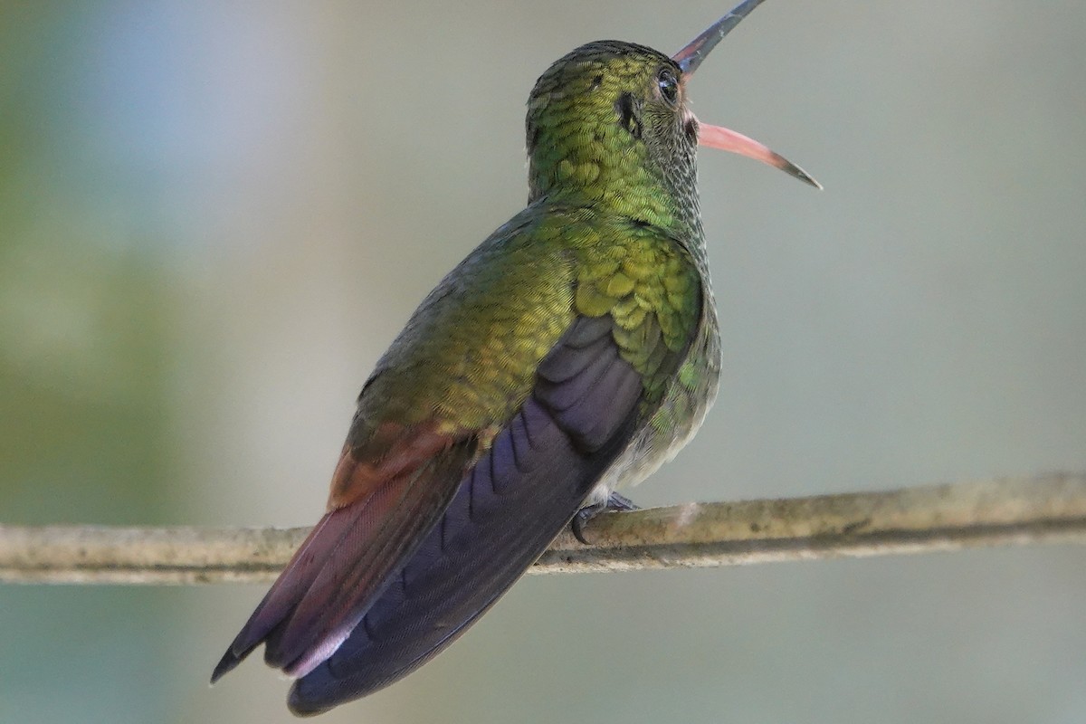 Rufous-tailed Hummingbird - Lindsey Schromen-Wawrin