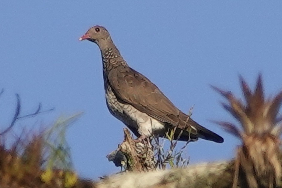 Scaled Pigeon - ML192683321