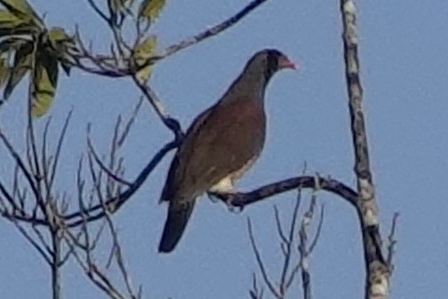 Scaled Pigeon - ML192683361