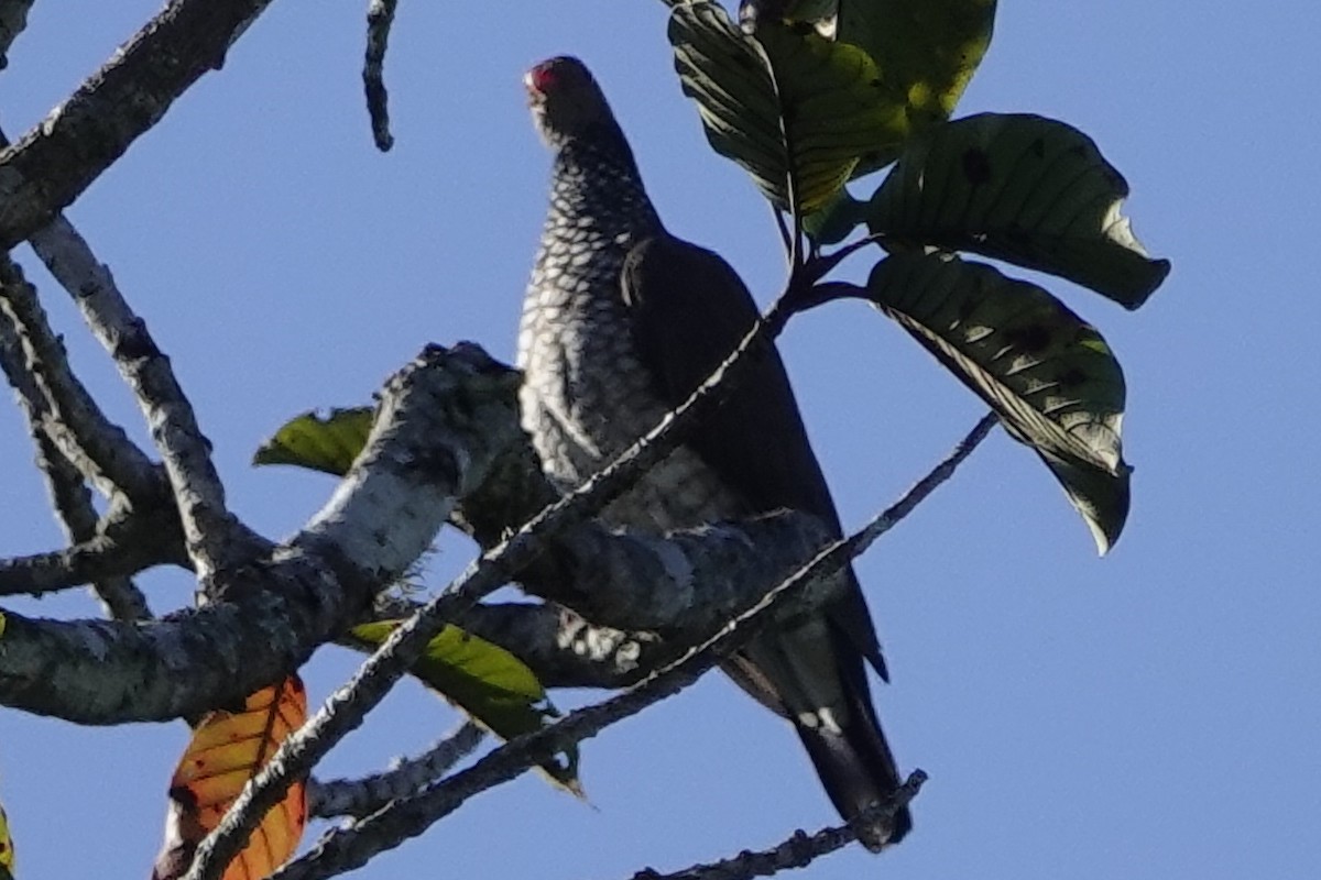 Scaled Pigeon - ML192683581