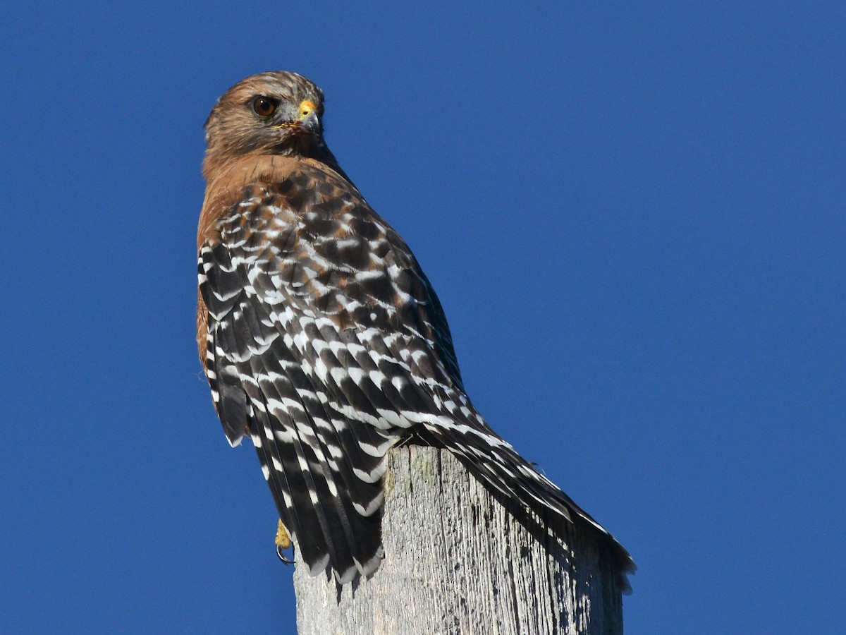 Red-shouldered Hawk - Alan Van Norman