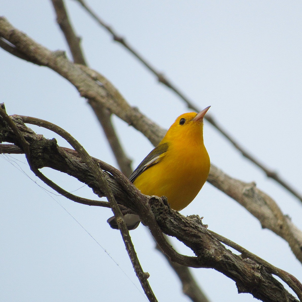 Prothonotary Warbler - ML192685231