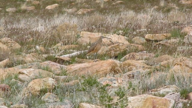 Long-billed Curlew - ML192685501