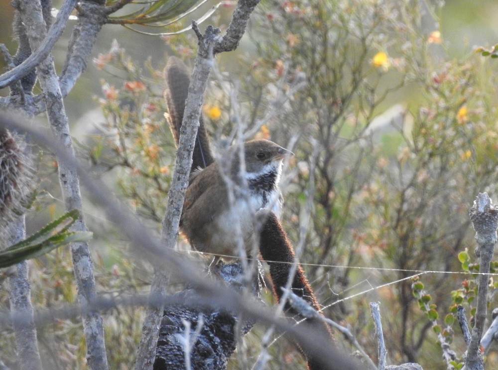 Noisy Scrub-bird - ML192686201