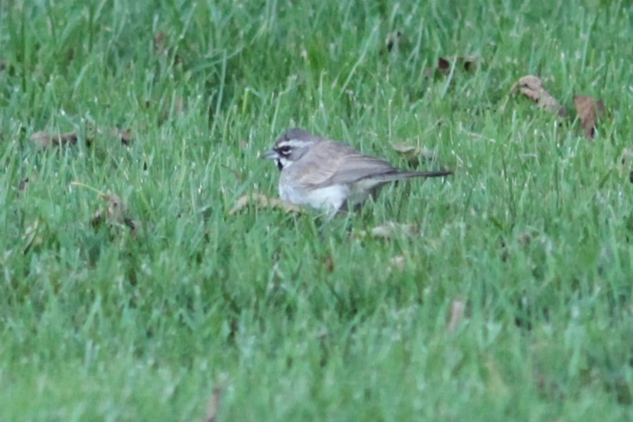 Black-throated Sparrow - ML192686921