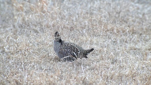 Greater Prairie-Chicken - ML192688091