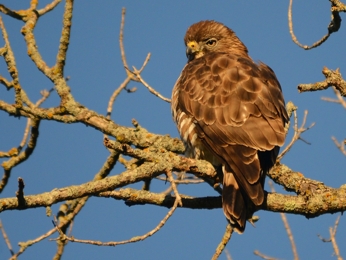 Broad-winged Hawk - ML192688711