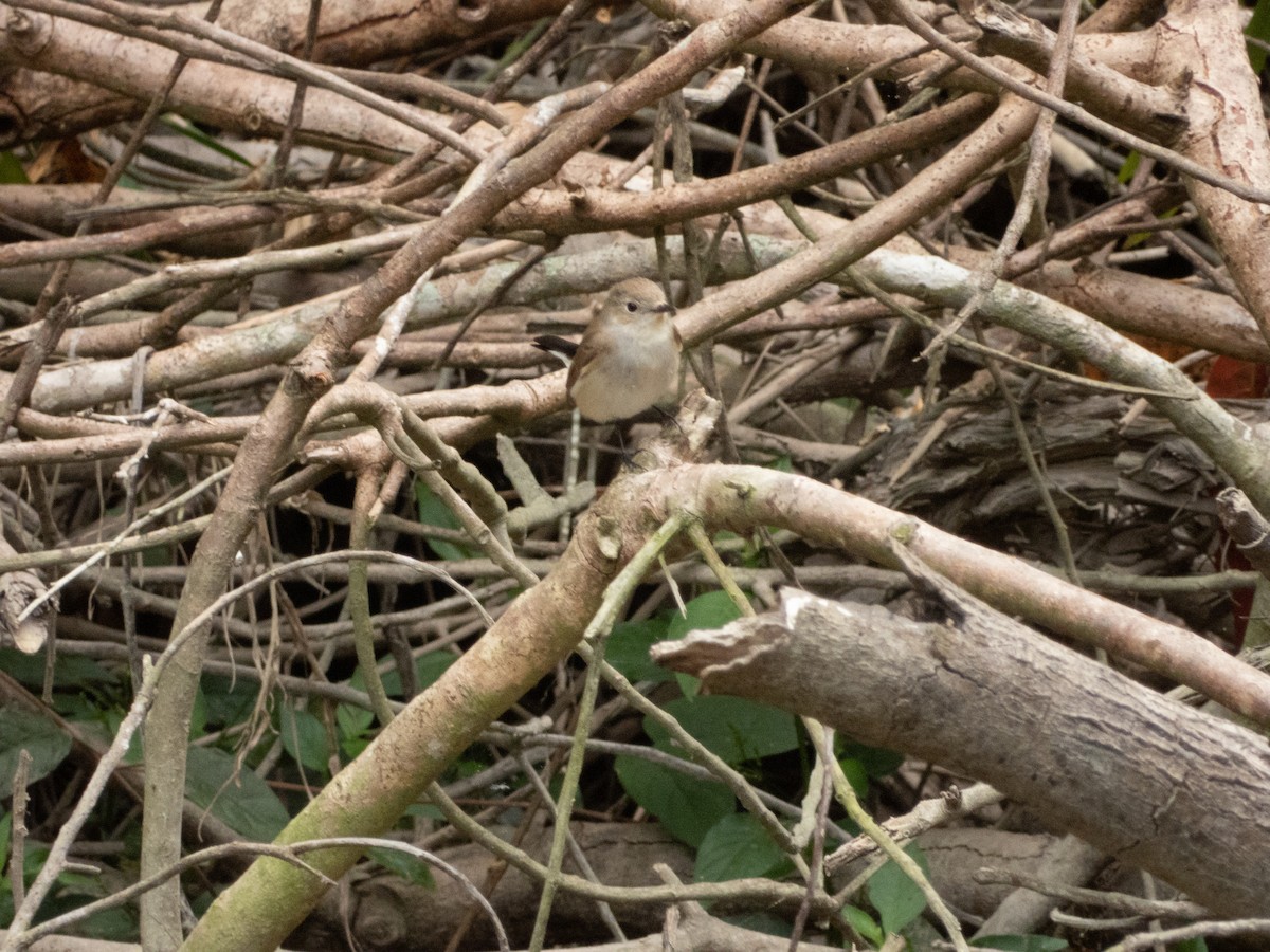 Taiga Flycatcher - ML192689041