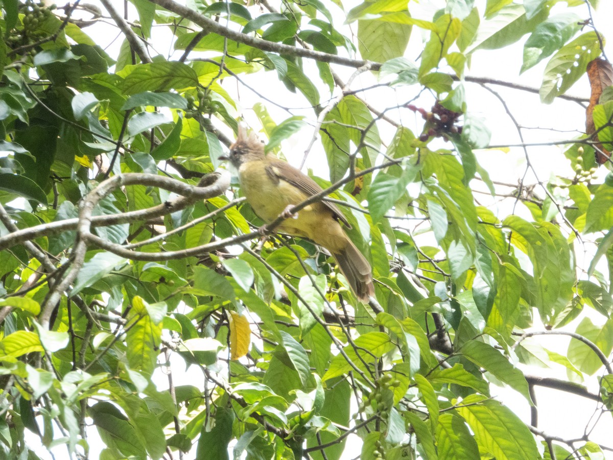 Puff-throated Bulbul (Puff-throated) - ML192689631