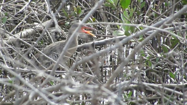 Mangrove Rail (Fonseca) - ML192690781