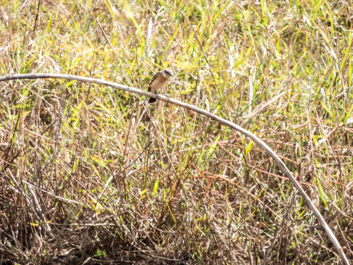 Amur Stonechat - ML192691001