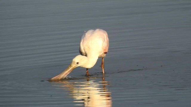 Roseate Spoonbill - ML192691061