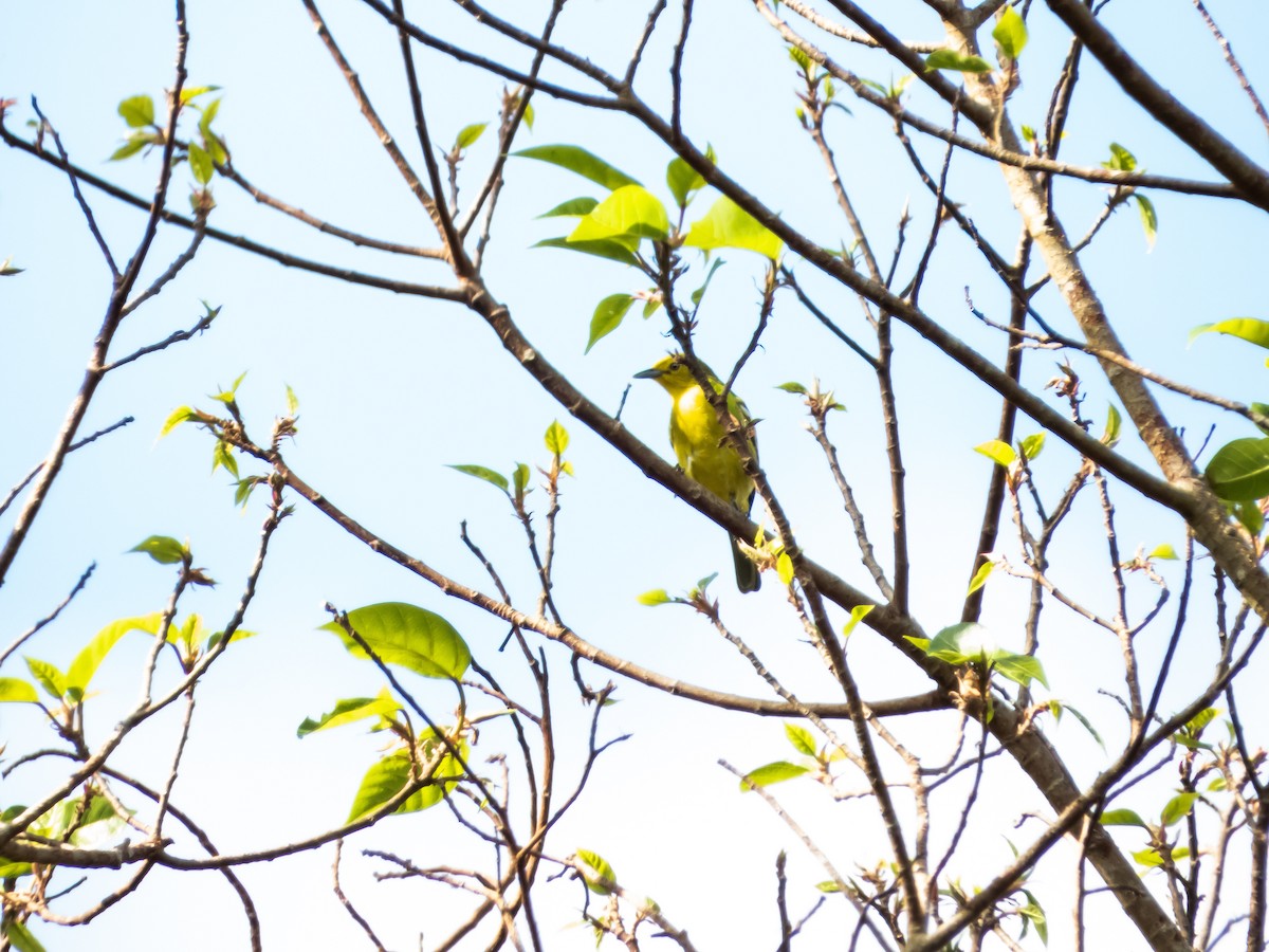 Common Iora - ML192691281