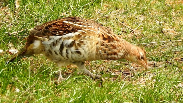 Ruffed Grouse - ML192693091