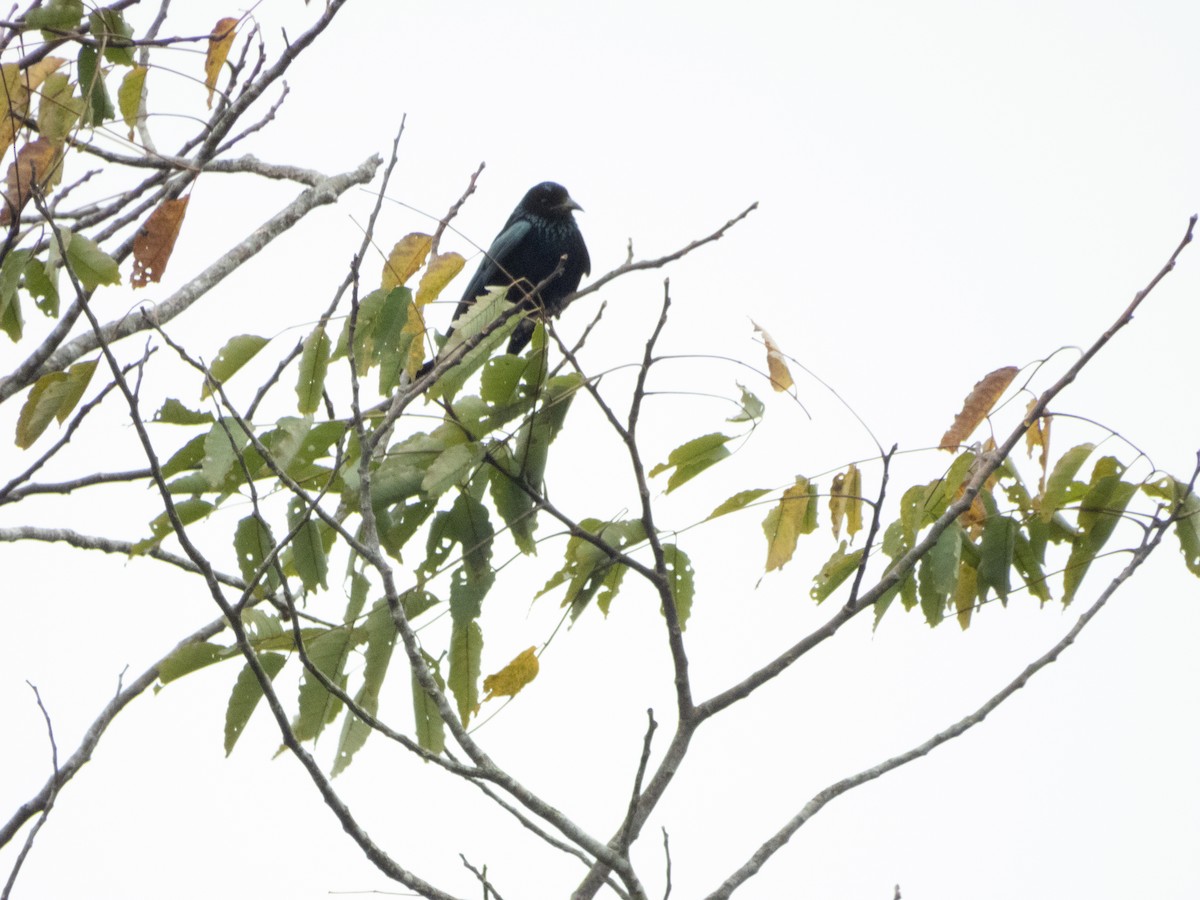 Black Drongo - ML192693191