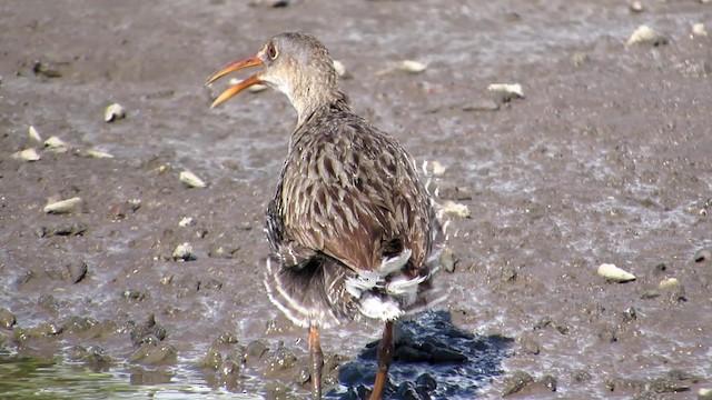 Mangrove Rail - ML192694891