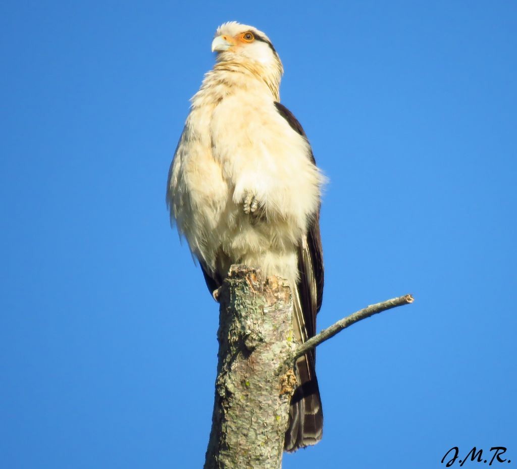 Caracara à tête jaune - ML192694911