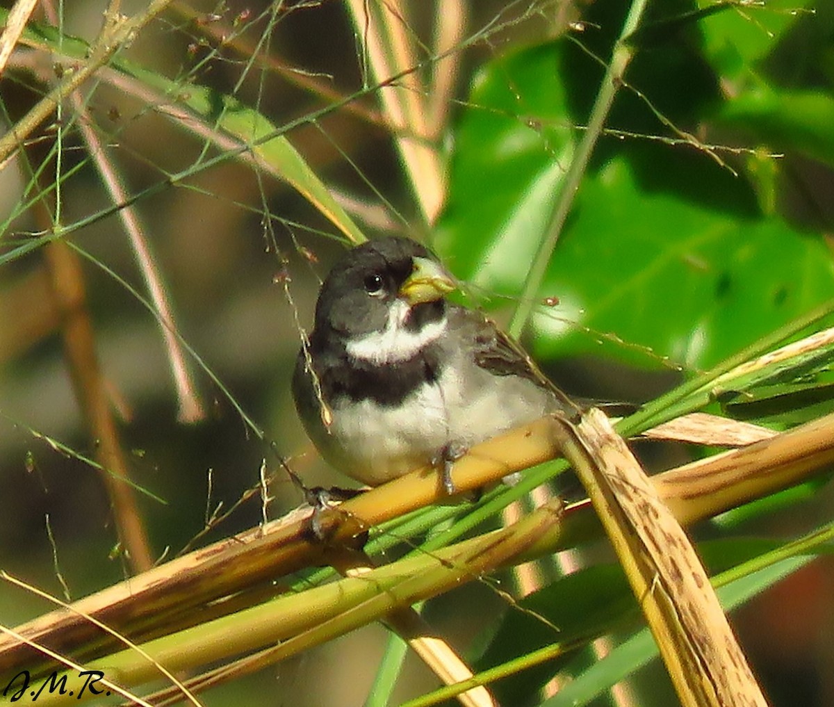 Double-collared Seedeater - ML192695041