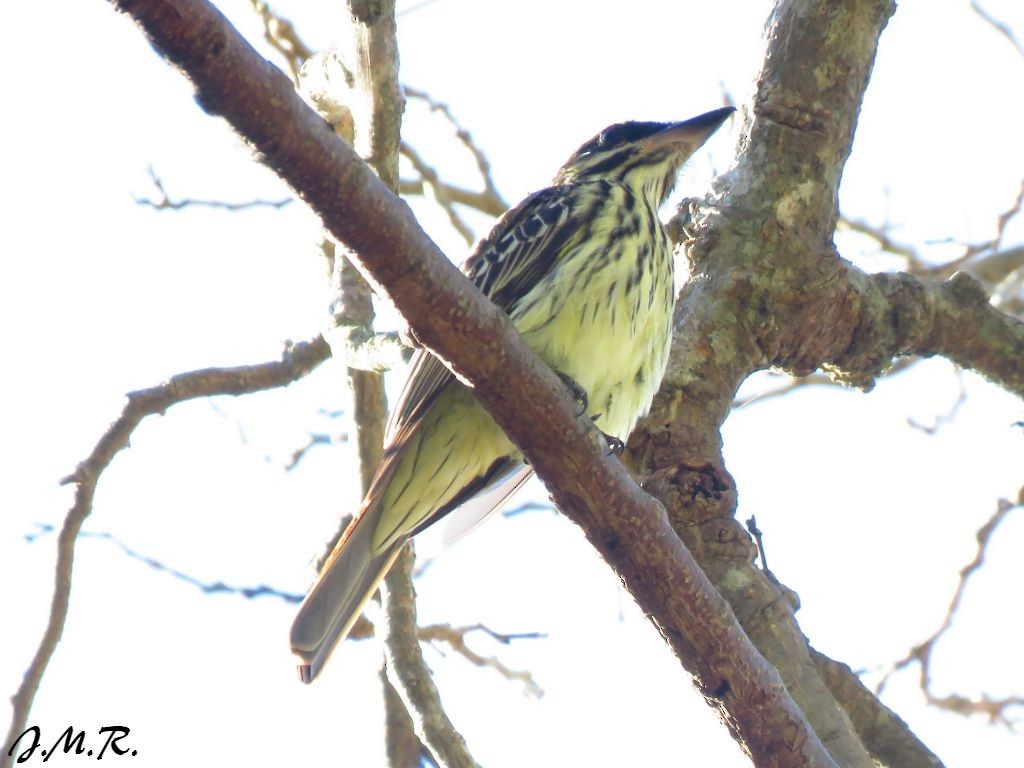 Streaked Flycatcher - ML192695311