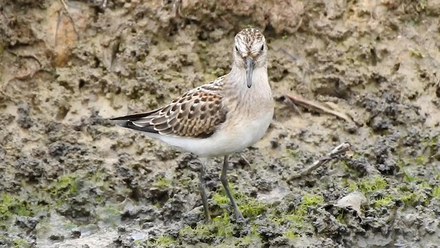 Semipalmated Sandpiper - ML192695491