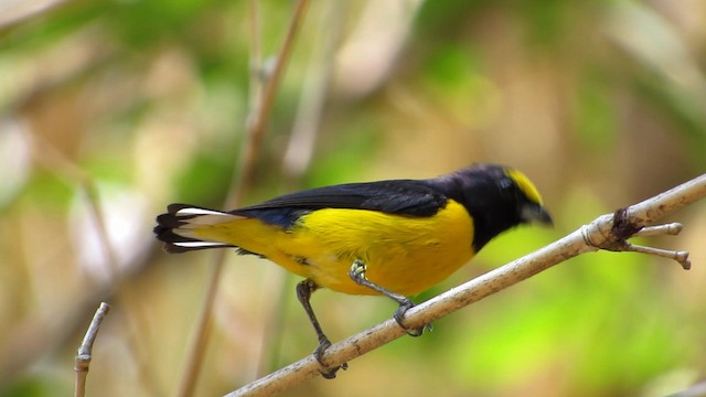 Scrub Euphonia - ML192697181