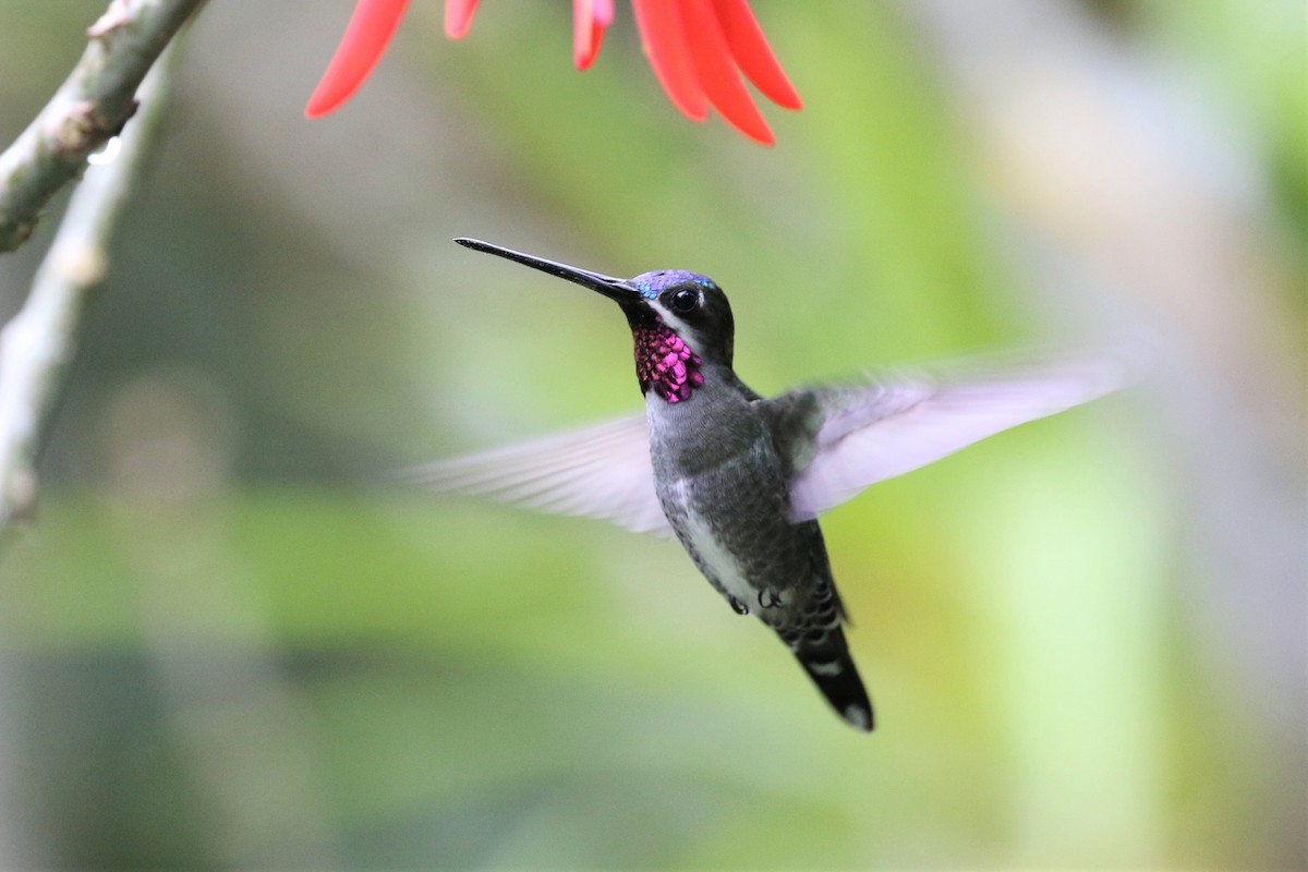 kolibřík hvězdohrdlý - ML192697231
