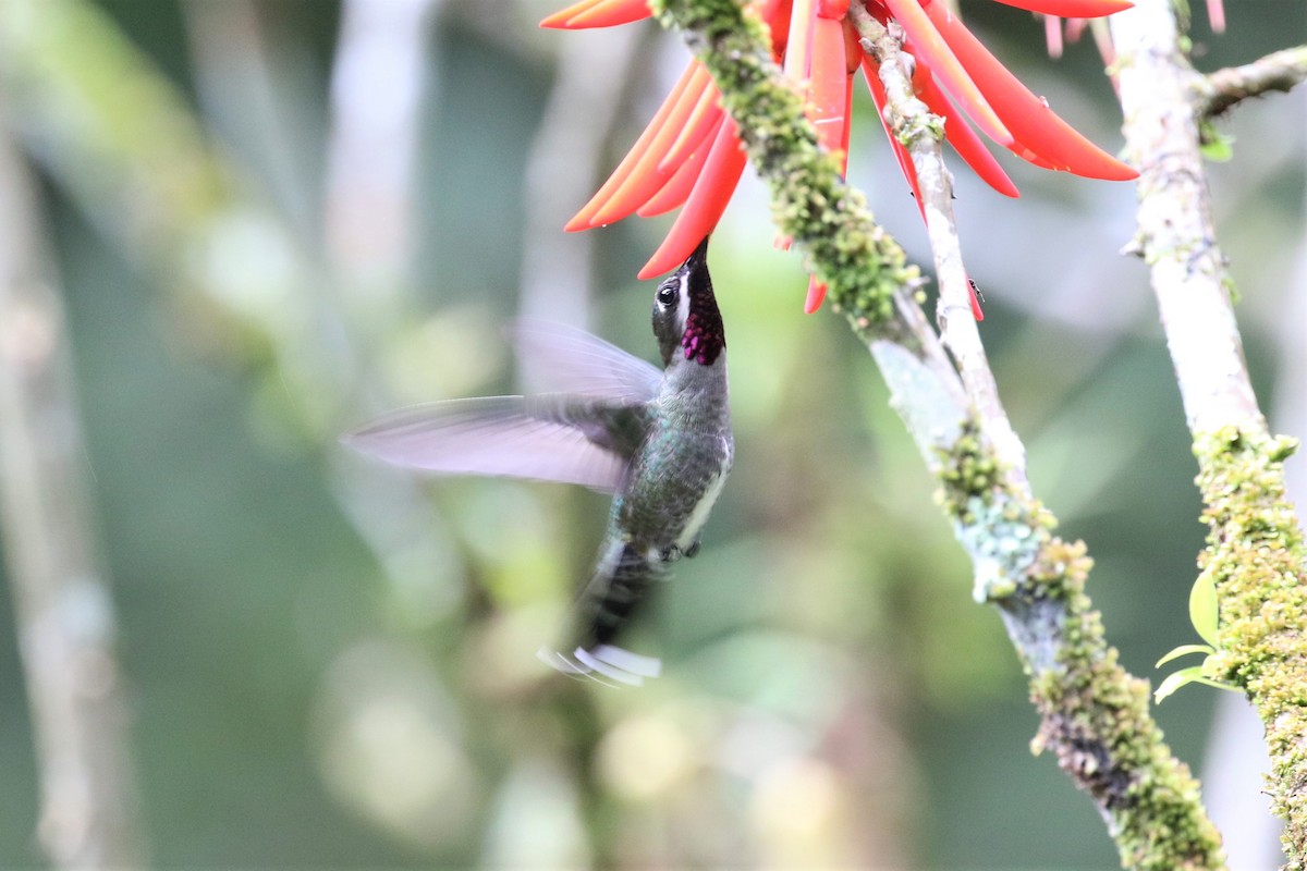 Long-billed Starthroat - ML192697241