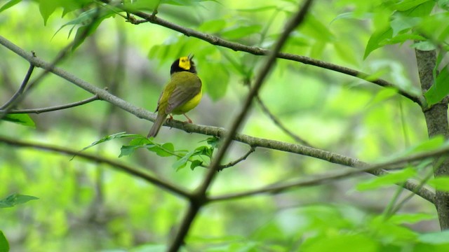 Hooded Warbler - ML192697901