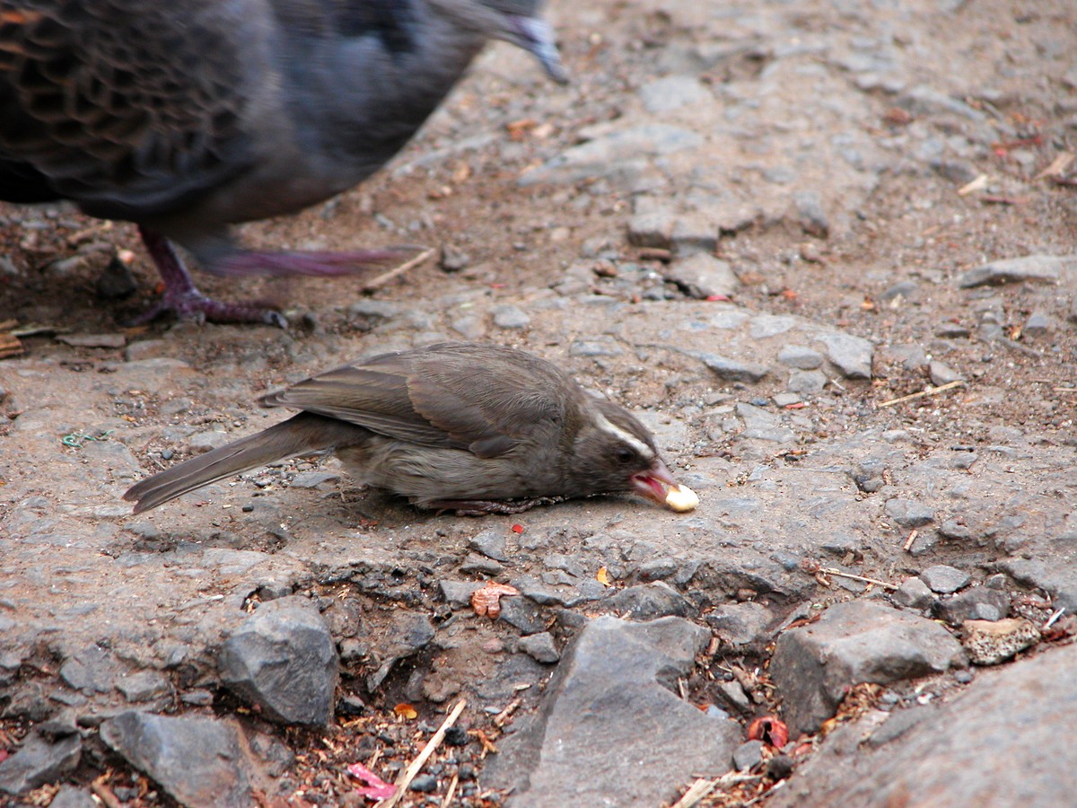 European Turtle-Dove - ML192697931