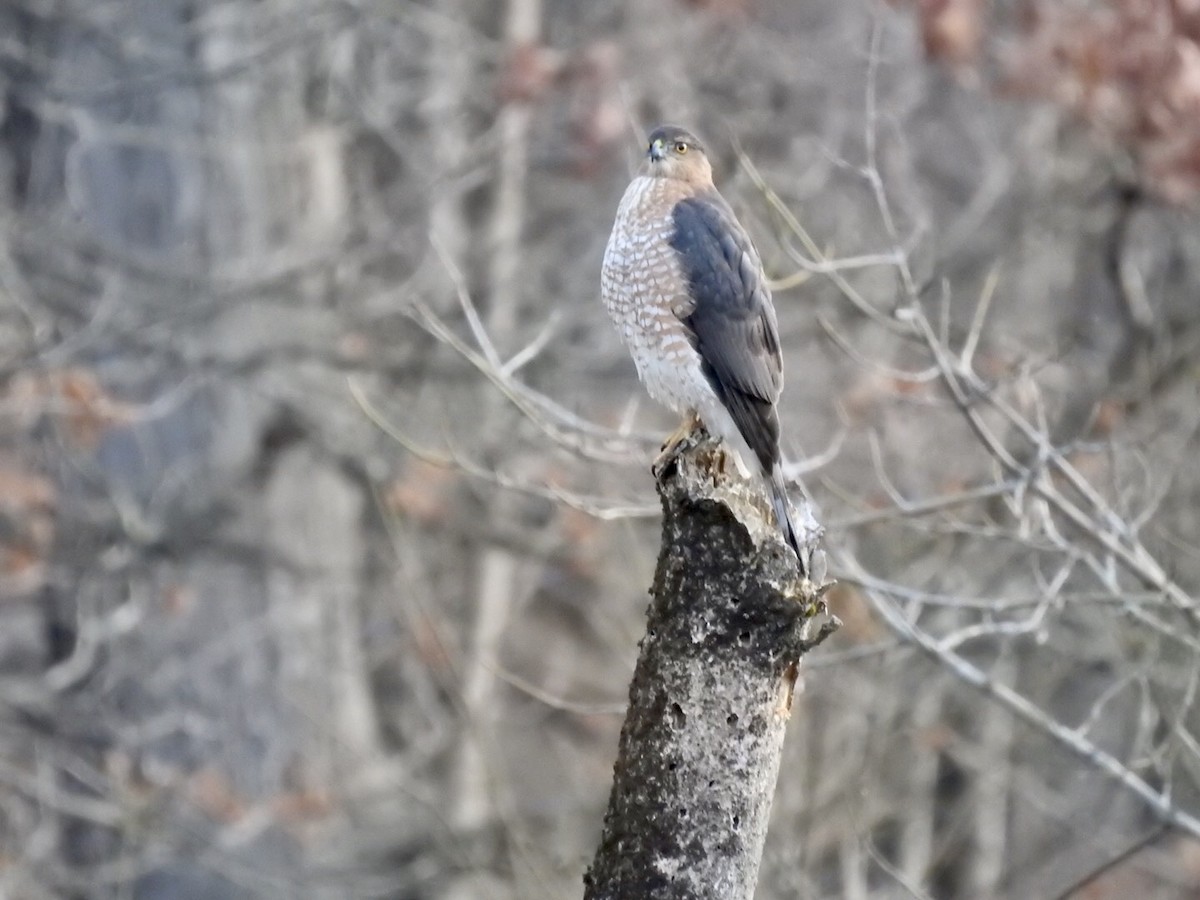 Cooper's Hawk - ML192699421