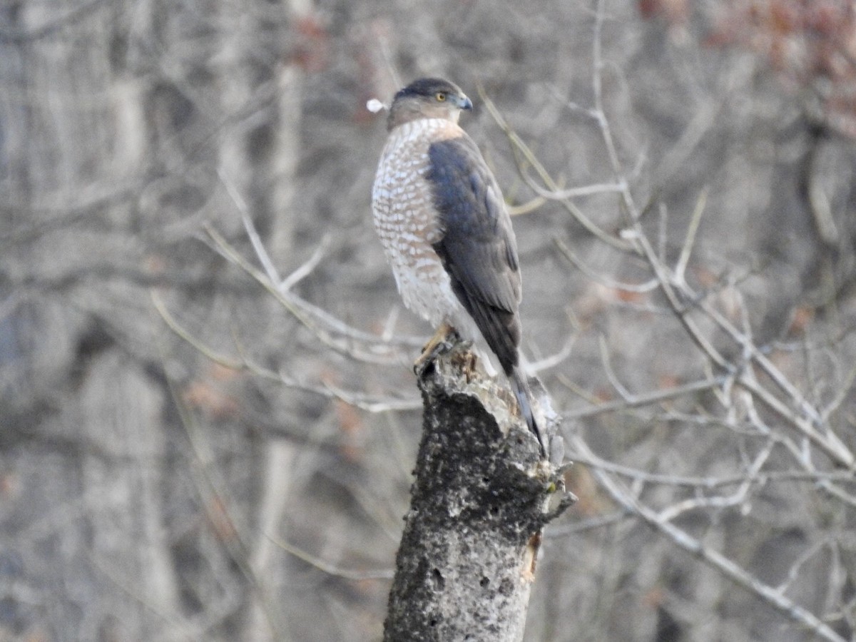 Cooper's Hawk - ML192699431