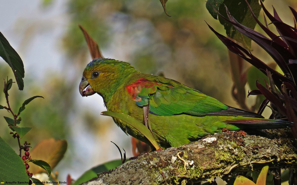 Indigo-winged Parrot - Arnulfo Sanchez  ( Neblina Birds Colombia  )