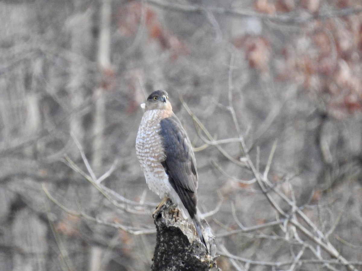 Cooper's Hawk - ML192699771