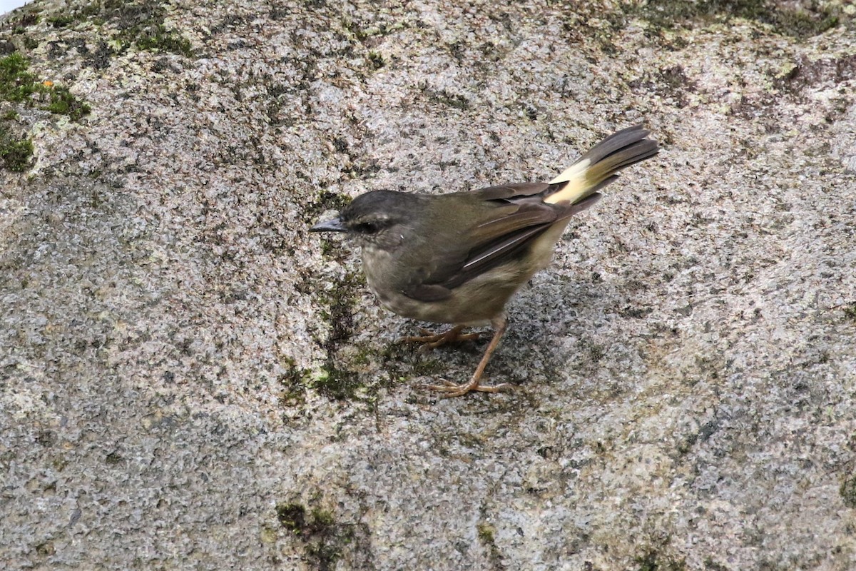 Buff-rumped Warbler - Bob Friedrichs