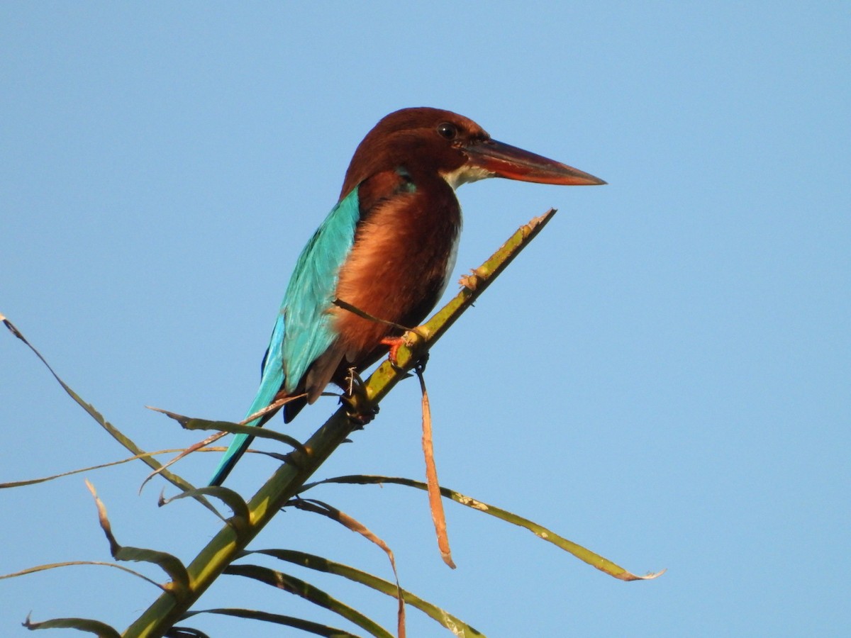 White-throated Kingfisher - ML192701171