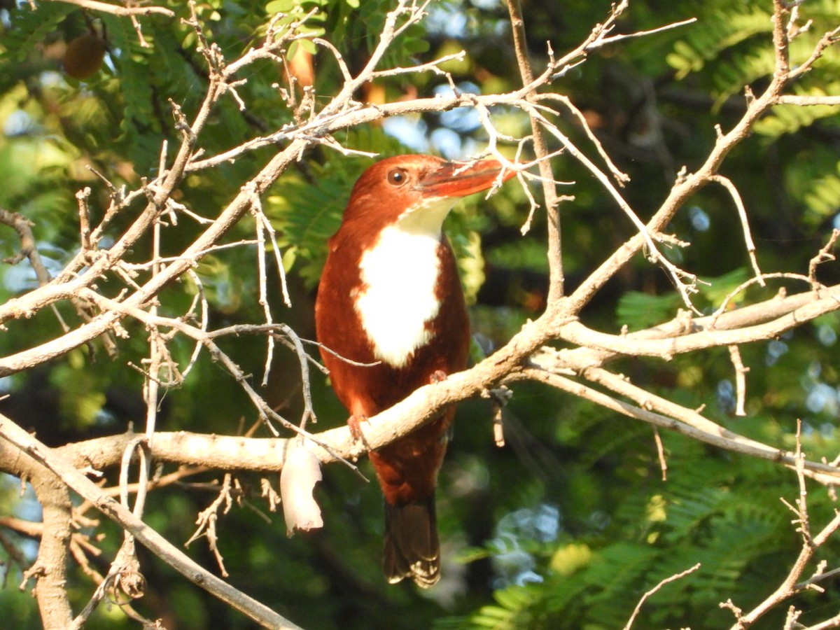 White-throated Kingfisher - ML192701241